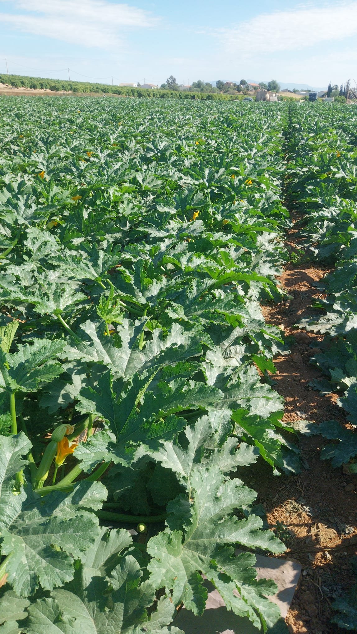 AgroÁguilas agricultura